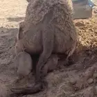 حاشي