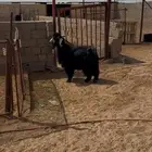 تيس فحل حبشي مشروط