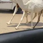 عشرا وضحا كفو