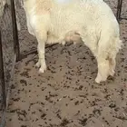 خروف حري