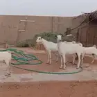 معزا جنوبيات