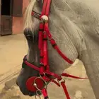 حصان عربي اصيل