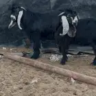 تيس عارضي صنف