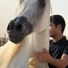 للبيع فرس واهو فاخره ولقاح شهر الحد 17