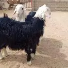 طليان جذعان جبرة مغلقة شحم