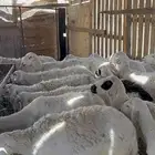 ضان مراح