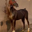 حصان للبيع