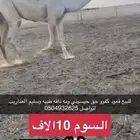 قعود كفوو حيسوني