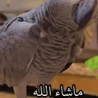 كاسكو