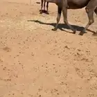 ضريبه صفرا جاهزه للبعير للبيع