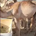 حاشي قعدان صومالية حشوان البيع تفريد وجملة