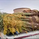 يوجد لدينا جميع انواع النخيل المثمر والزينه