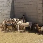 معزاء جنوبيه ويمنيه