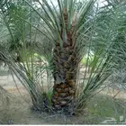 فروخ نخل منوع