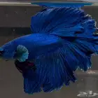 للبيع اسماك فايتر هاف مون عرض خاص السمك 15