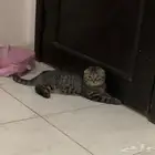 قط فصيله سكوتش فولد 4 شهور مطعم وعنده كرت
