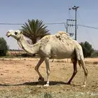 عشرا معها بكره طيبه