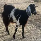 عنز حايل