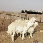مشروع فحل حري