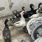 للبيع بط
