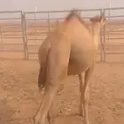 عرض رهيب لمحبي الحشو مربي