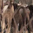 قعدان للبيع