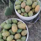 عندي برشوم من اسوده نقوا بالحبه حبه كبير