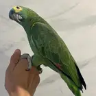 بلوفرنتد كبتن لعشاق الأمزونيات ( تم البيع )