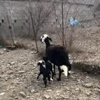 نعجه نجديه عليها أثنين رخل وخروف