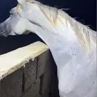 حصان شعبي