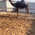 ضروبه زرقا مجاهيم