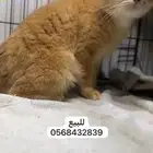 سكوتش