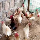 ديكه لوهمان العدد حول 20