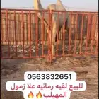 بكرا لقيه الموقع نفي