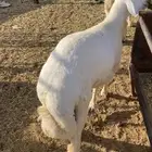 بهم حري ذبايح طليان