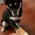 انثى ( شيبا انيو الياباني ) العمر 10 شهور