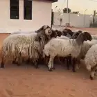غنم دفيع