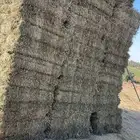 برسيم للبيع