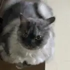 قط ضايع بحي الحزم من يجده له مكافاء ماليه