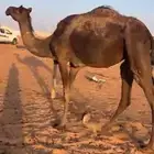 بكر ثنيه صعود