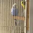 للبيع جوز بادجي