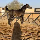 حصان واهو
