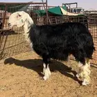 نجديه خصم سديس تم البيع ودفع السعي
