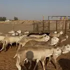 سواكن عددها29 فواخر تربيه اربع شهور