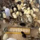 صوص دجاج مشكل