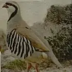 مطلوب فشق ش و ز