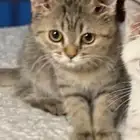 قطط