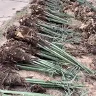 تصدير النخيل الى مصر وجميع دول الخليج