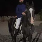 خيل مصري عربي للبيع