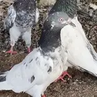 حمام بكستاتي تيدي